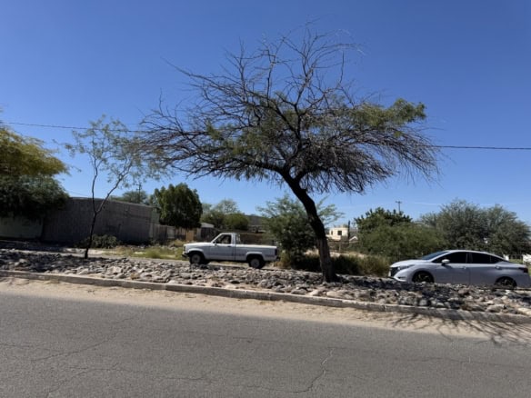 Árbol seco junto a vehículos y zona de terreno en una calle con pavimento y piedras, en un entorno urbano en clima soleado.