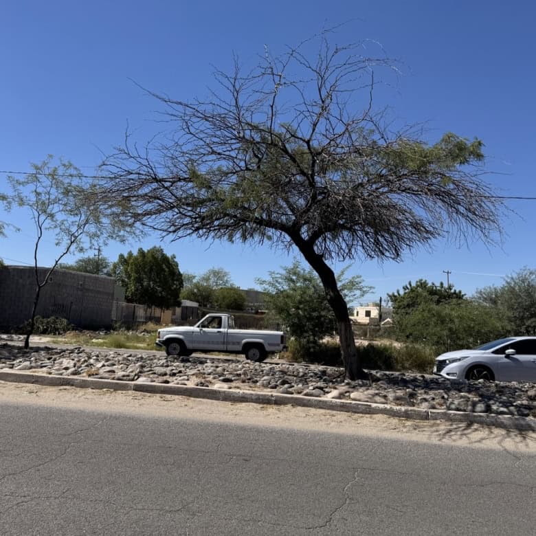 Árbol seco junto a vehículos y zona de terreno en una calle con pavimento y piedras, en un entorno urbano en clima soleado.